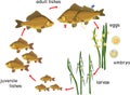 Fish life cycle. Sequence of stages of development of Crucian carp Carassius freshwater fish from egg to adult animal